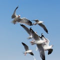 Flying seagulls in action at Bangpoo Royalty Free Stock Photo