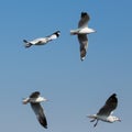 Flying seagulls in action at Bangpoo Royalty Free Stock Photo