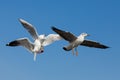 Flying seagulls in action at Bangpoo Royalty Free Stock Photo