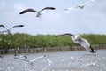 Flying seagulls in action at Bangpoo Royalty Free Stock Photo