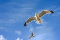 Flying seagulls against a blue sky with clouds