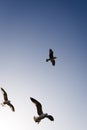 Flying seagulls against the blue sky. Three birds, sunlight, wings, beaks, sea birds, sea, coast, white feathers, shadow Royalty Free Stock Photo