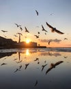 Flying seagulls at amazing sunset with view of promenade of Sevastopol, Crimea Royalty Free Stock Photo