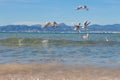 Flying seagulls at the beach of Arenal, Majorca, Spain Royalty Free Stock Photo