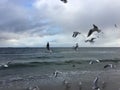 Flying seagulls on the beach in Gdynia. Cloudy day Royalty Free Stock Photo