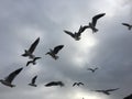 Flying seagulls on the beach in Gdynia. Cloudy day Royalty Free Stock Photo