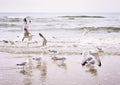 Flying seagulls at the beach Royalty Free Stock Photo