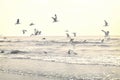 Flying seagulls at the beach