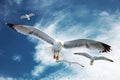 Flying Seagulls Royalty Free Stock Photo