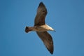 Flying seagulls in the blue sky over the sea