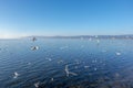 Flying seagulls in the blue sky