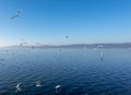 Flying seagulls in the blue sky