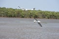 Flying seagulls Feeding over mud foreshore area Royalty Free Stock Photo