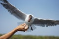 Flying seagulls Feeding over mud foreshore area Royalty Free Stock Photo