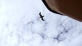 Flying seagulls at floating ship. Clip. View from below of flying seagulls in blue sky. Ship sails with flying seagulls Royalty Free Stock Photo