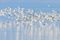 Flying Seagulls, flock of seagulls in flight, reflection in water