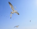 Seagulls and four fighters. Royalty Free Stock Photo