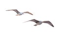 Flying seagulls Royalty Free Stock Photo
