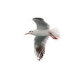 Flying seagull Royalty Free Stock Photo