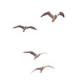 Flying seagulls Royalty Free Stock Photo