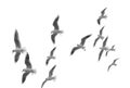 Flying seagulls Royalty Free Stock Photo