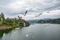 Flying seagulls near Medieval Niedzica Castle