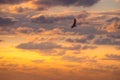 Dramatic sky cloud and bird. Flying seagulls over the sea on sunrise Royalty Free Stock Photo