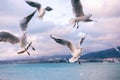 Flying seagulls over the sea at sunset. Beautiful sea landscape Royalty Free Stock Photo