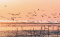 Flying seagulls over sea surface at sunrise Royalty Free Stock Photo