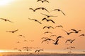 Flying seagulls over sea surface at sunrise Royalty Free Stock Photo