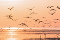 Flying seagulls over sea surface at sunrise Royalty Free Stock Photo