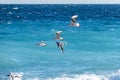 Flying seagulls over the surf on the coast of Nice