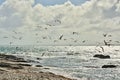 Tens of seagulls flying over the coast Royalty Free Stock Photo