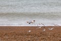 Flying seagulls by the sea, stony beach Royalty Free Stock Photo