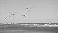 Flying seagulls seascape black and white