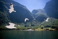 Flying seagulls at Sognefjord Royalty Free Stock Photo