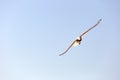 Flying seagulls in sunlight