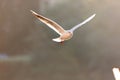 Flying seagulls in sunlight