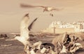 Flying seagulls and view of Essaouira