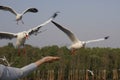 Flying Seagulls want to take some food in my hand