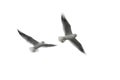 Flying seagulls on white