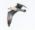 Flying seagull Royalty Free Stock Photo