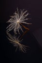 Flying seed of meadow salsify; tragopogon pratensis Royalty Free Stock Photo