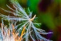 Flying seed of purple flower, thistle on a smooth background, bokeh