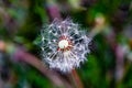 Flying seeds of Taraxacum, commonly known as dandelion arranged on its receptacle ready to fly or disperse for new beginning