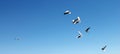 Flying several birds clean blue sky Royalty Free Stock Photo