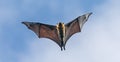 Flying Seychelles Fruit bat Pteropus seychellensis