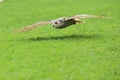 Flying siberian eagle owl Royalty Free Stock Photo