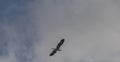 Flying silhouette of heron bird with blue sky and white clouds