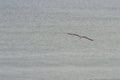 Flying silver gull Larus Argentatus Royalty Free Stock Photo